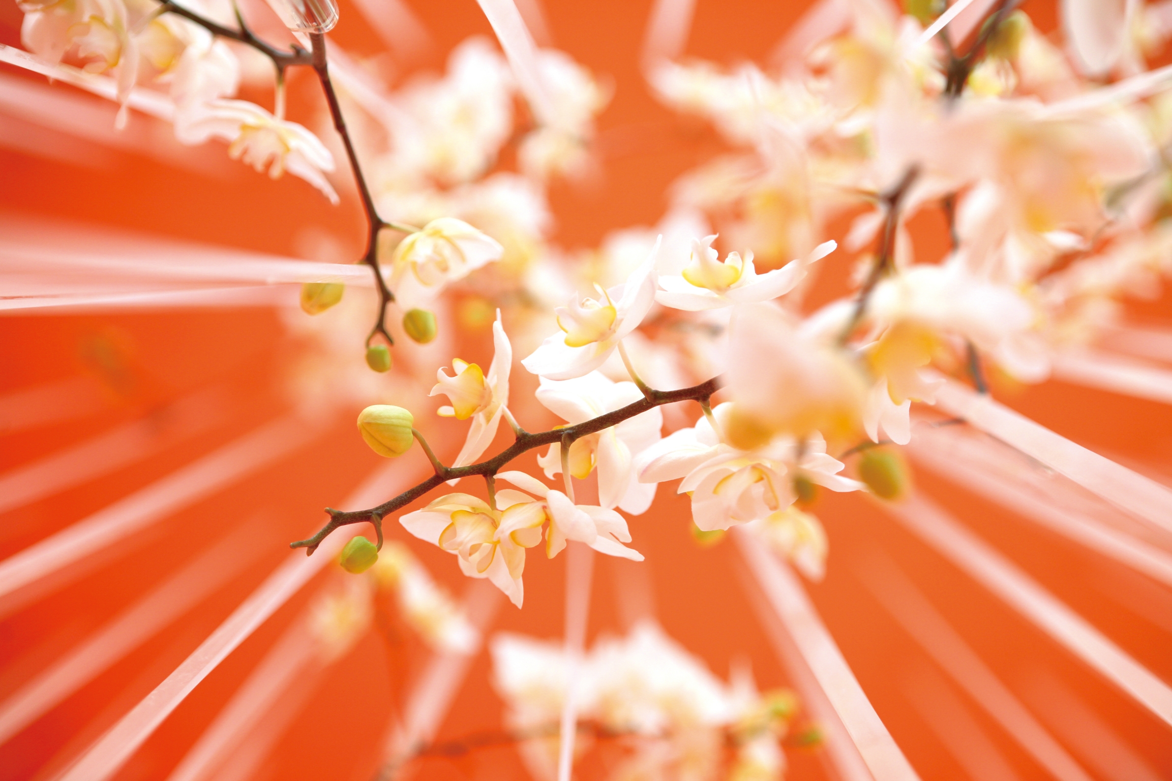 Floral design detail