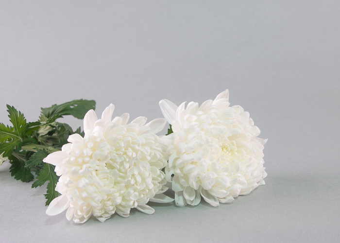 장례서비스 제공